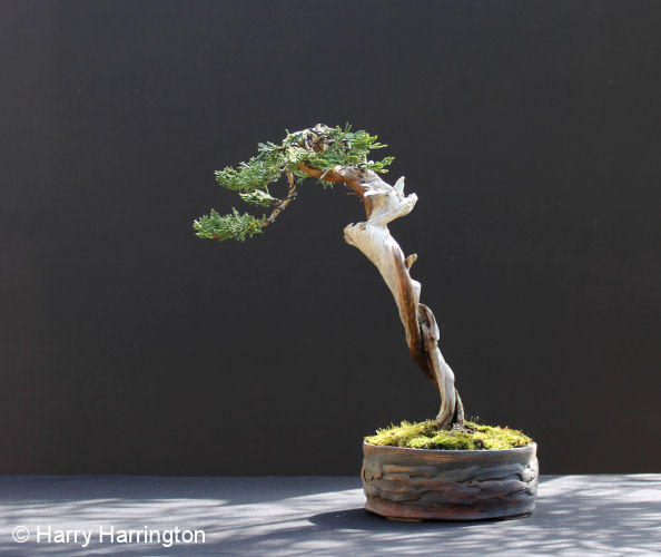 Juniper sabina literati bonsai